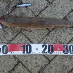 エソ‼ESO‼えそ‼